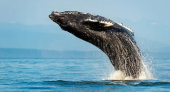 Sydney Whale Watching Adventure Cruise Review: A Thrilling Marine Experience