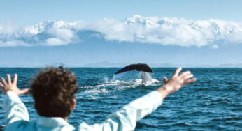 🌟 Ultimate Guide to Whale Watch Cruise in Kaikoura – Experience New Zealand’s Majestic Marine Life